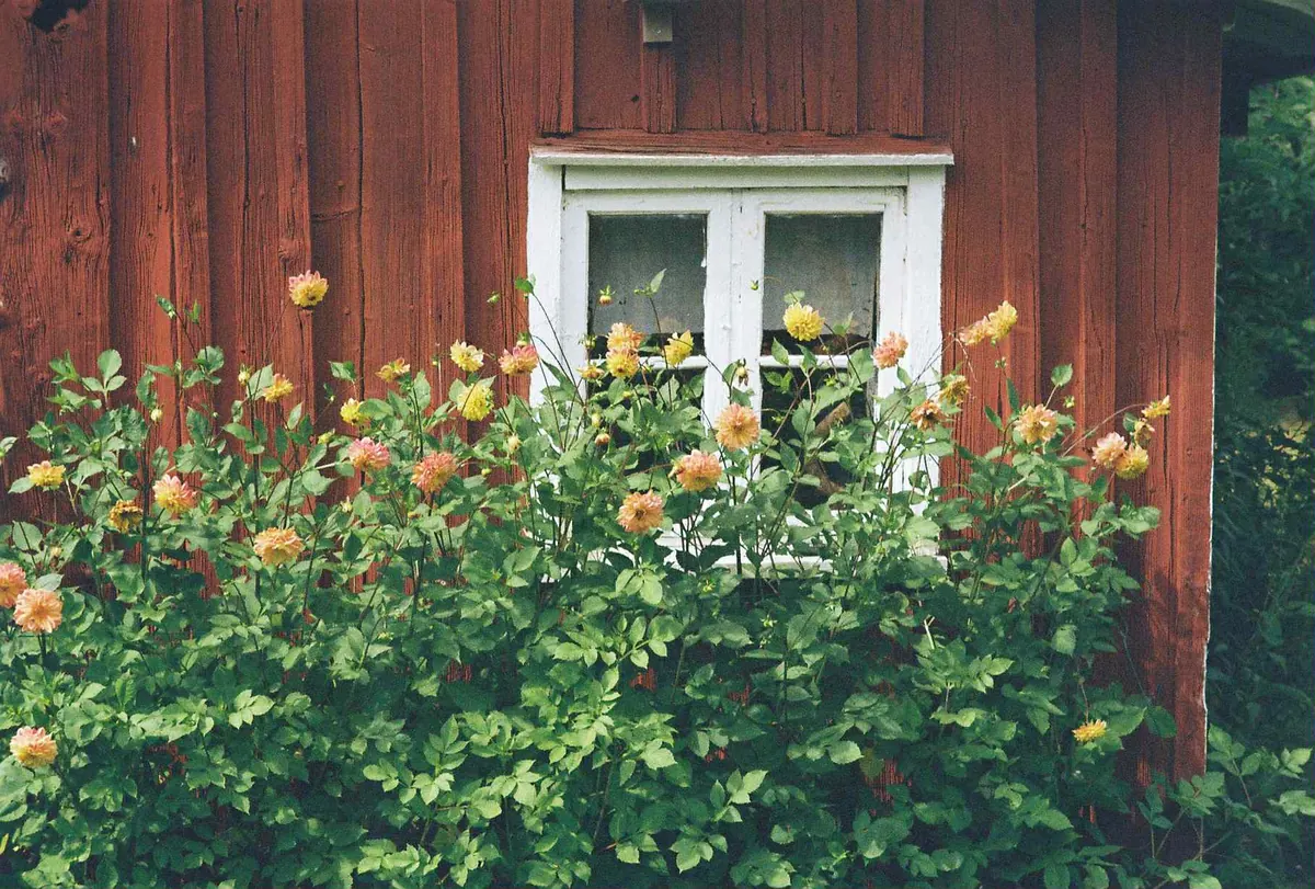 Vackra blommor - Joarsbo Gård
