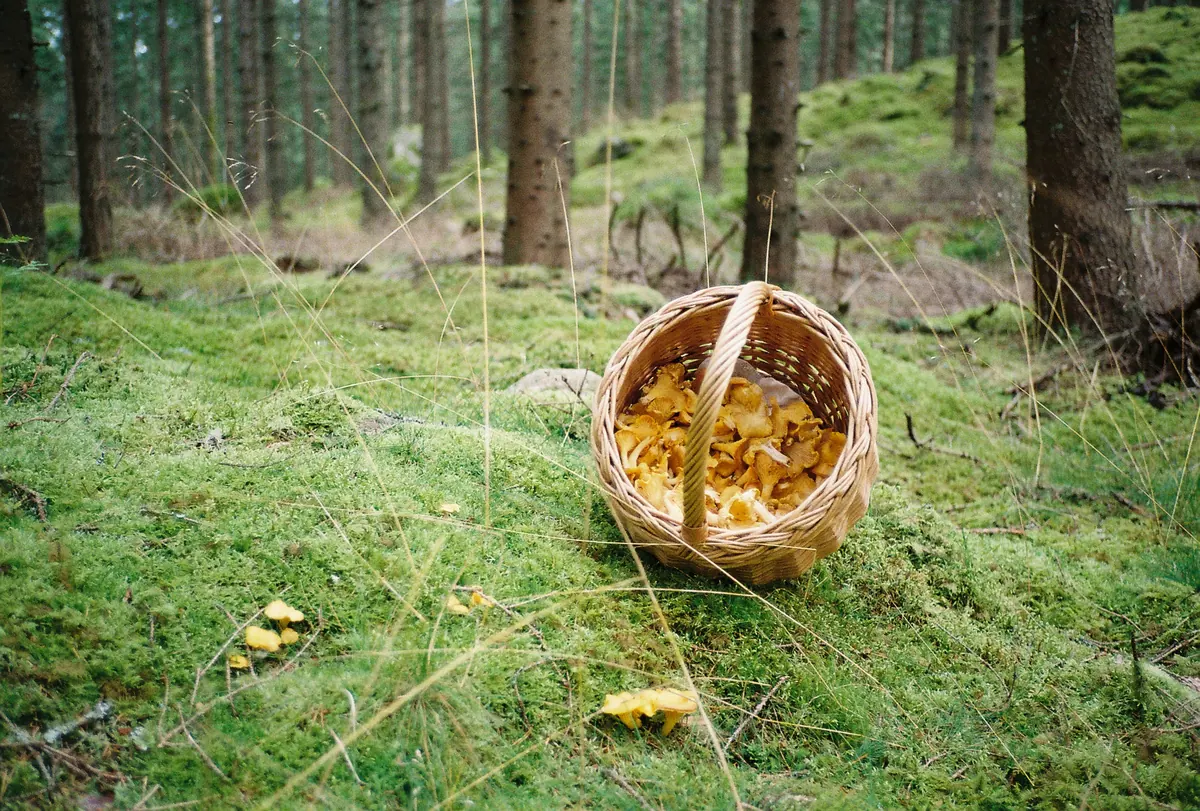 En korg kantareller - Joarsbo Gård