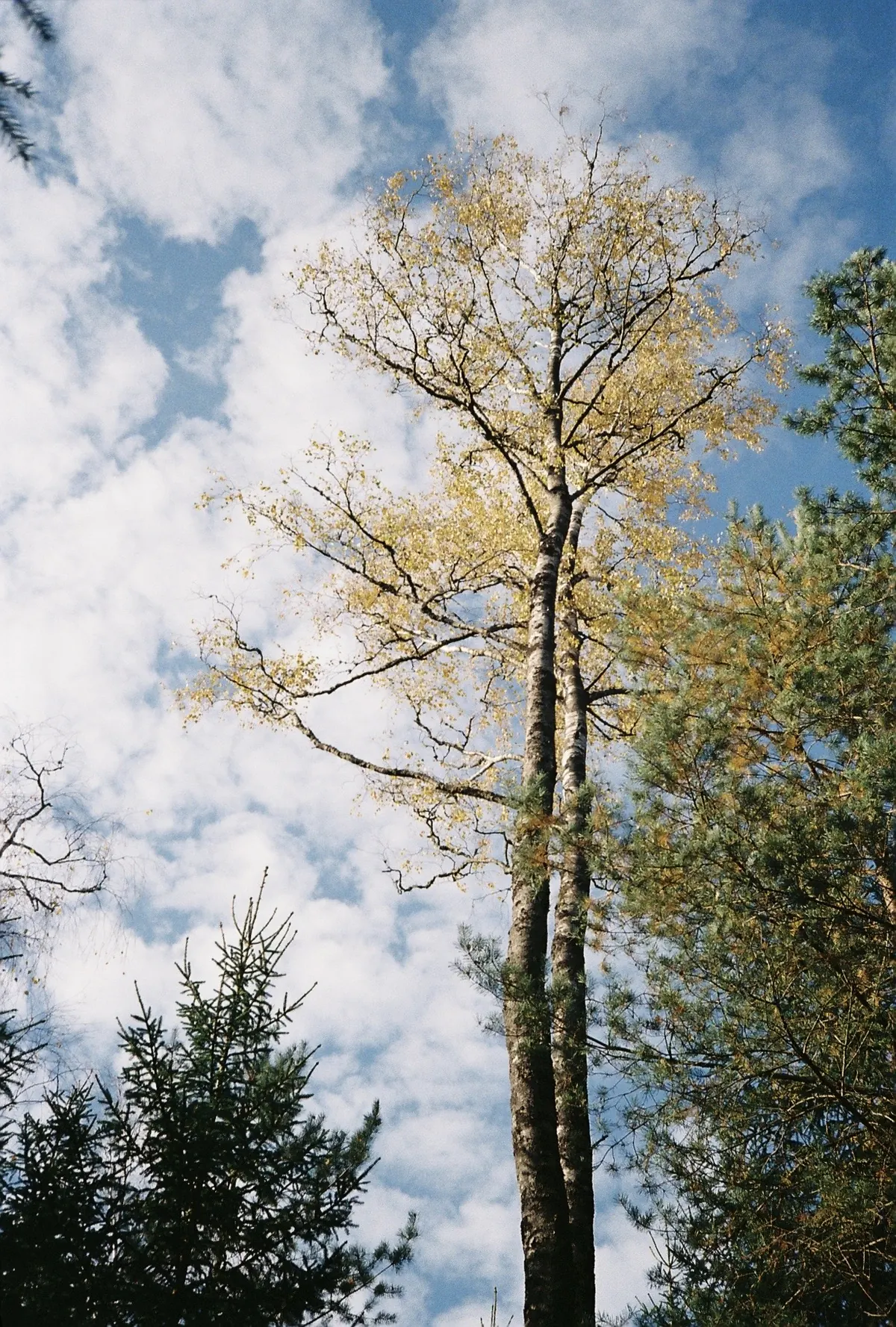 Naturen i sitt esse - Joarsbo Gård
