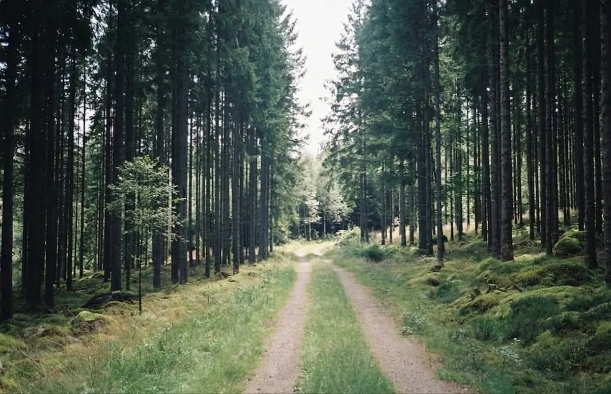 Skogsvägen i Joarsbo