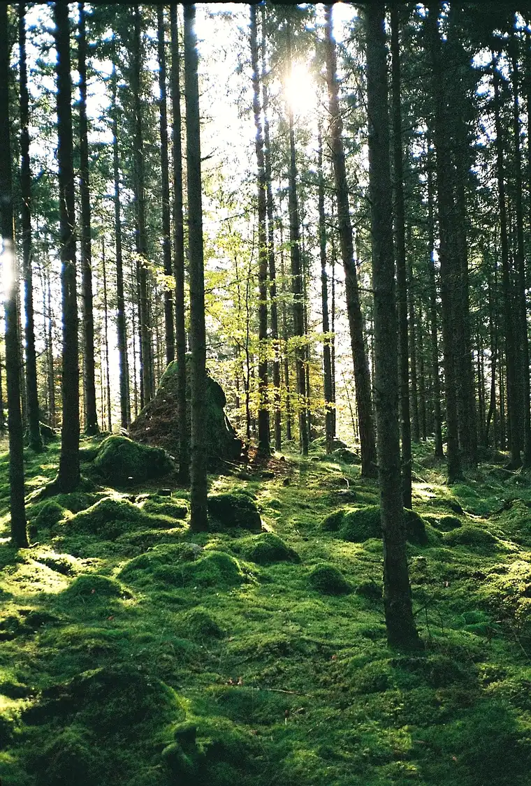 Förtrollande skog i Joarsbo - Joarsbo Gård