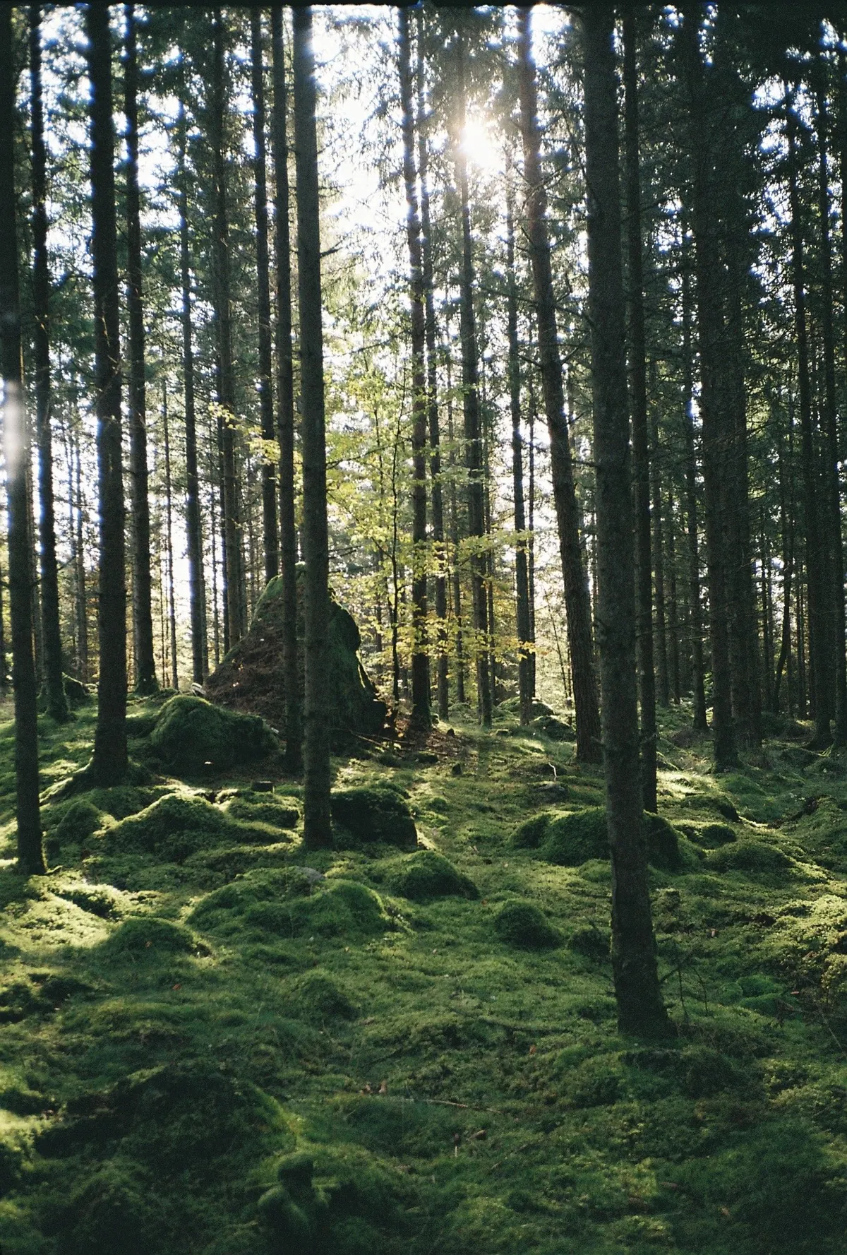 Skogen är magisk - Joarsbo Gård