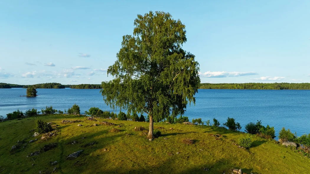 Joarsbos stora björk - Joarsbo Gård